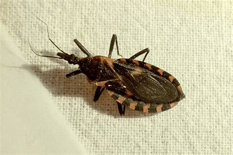 dangerous insects in the philippines
